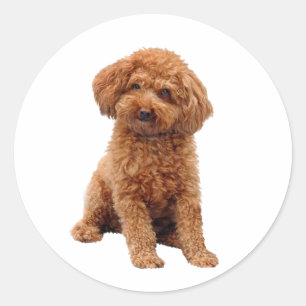 Sticker Rond Poodle - Jouet (abricot)