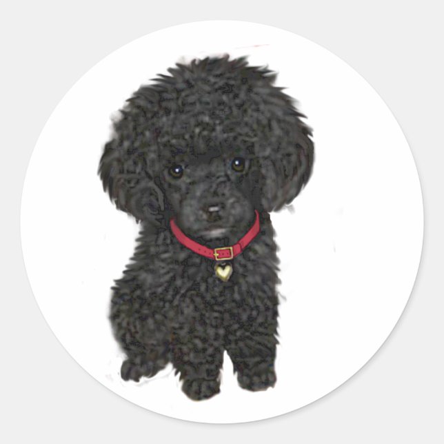Sticker Rond Poodle miniature ou jouet - Noir 1 (Devant)