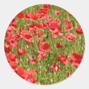 Sticker Rond Poppy field