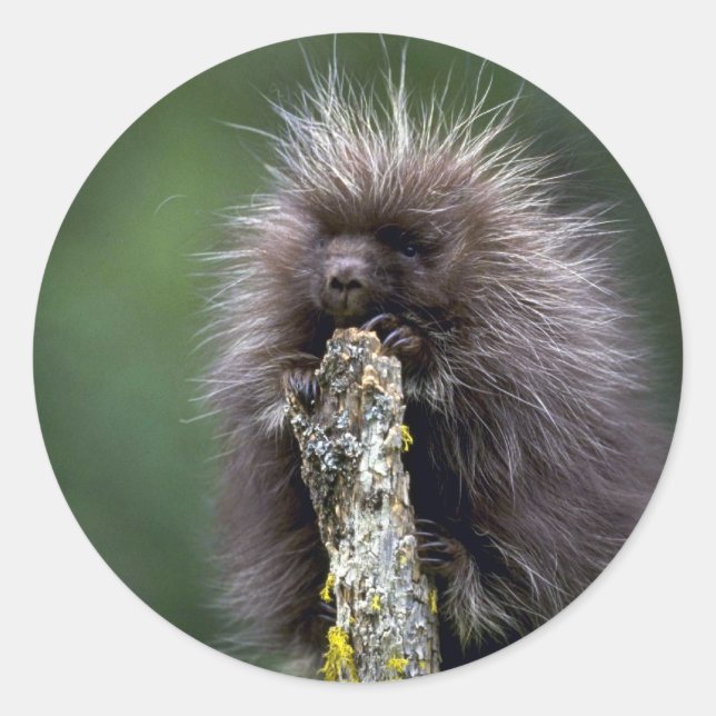 Sticker Rond Porcupine-été-jeune (Devant)