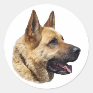 Sticker Rond Portrait alsacien de berger allemand