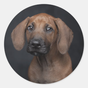 Sticker Rond Portrait de chiot Rhodesian Ridgeback adorable Chi