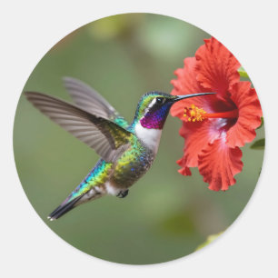 Sticker Rond Portrait de fleur d'hibiscus au colibri iridescent