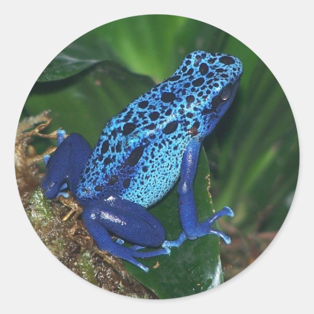 Sticker Rond Portrait de grenouille à poison bleu (Devant)