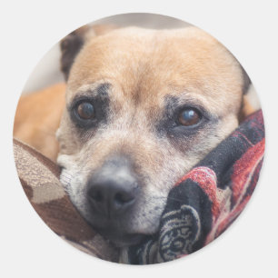 Sticker Rond Portrait de taureau du Staffordshire