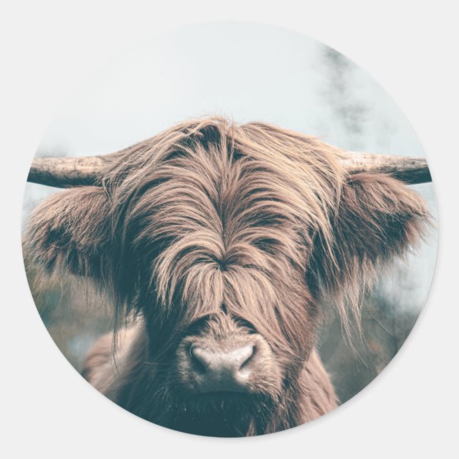Sticker Rond Portrait de vache Highland (Devant)