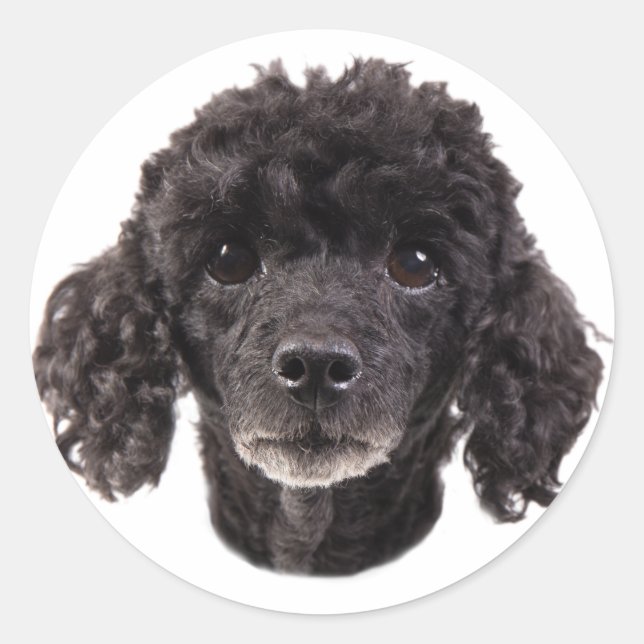 Sticker Rond Portrait d'un caniche noir (Devant)