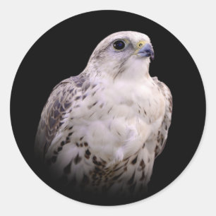 Sticker Rond Portrait signé d'un faucon de Saker curieux