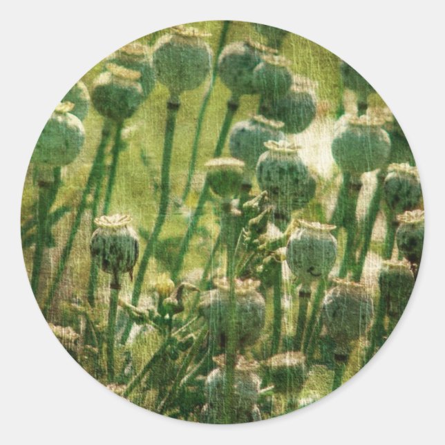 Sticker Rond Pots de graines de fleurs de pavot (Devant)