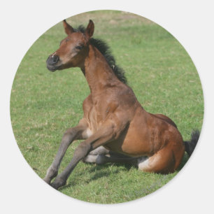 Sticker Rond Poulain arabe se reposant