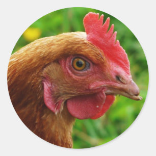 Sticker Rond Poule de rouge d'île de Rhode