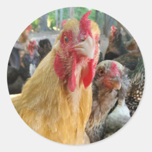Sticker Rond Poulet