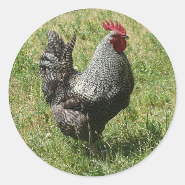 Sticker Rond Poulet de roche de Plymouth (Devant)