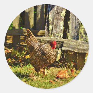Sticker Rond Poulet noir et blanc dans la ferme