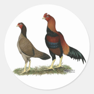 Sticker Rond Poulets à roue d'Aseel
