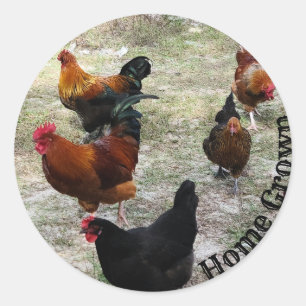 Sticker Rond Poulets Doin Chicken Stuff