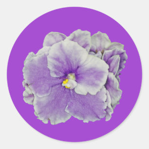Sticker Rond Pourpre de violette africaine