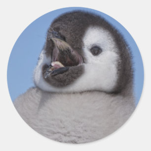 Sticker Rond Poussin de pingouin d'empereur