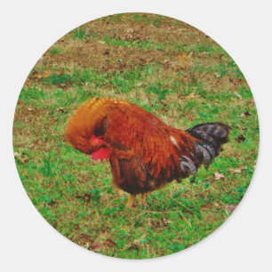 Sticker Rond Préparation du coq