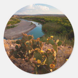 Sticker Rond Prickly Pear Cactus (Opuntia Sp.)