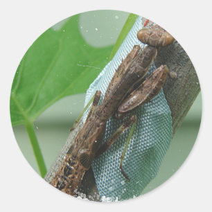 Sticker Rond Prier Insecte Mantis