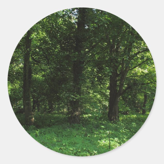 Sticker Rond Printemps dans les bois 02 (Devant)