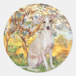 Sticker Rond Printemps - Lévrier Italien 5
