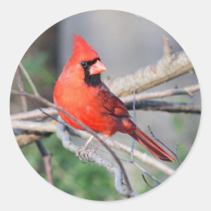 Sticker Rond Profil cardinal