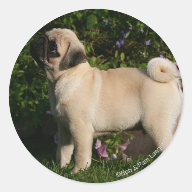 Sticker Rond Profil de Carlin (Devant)