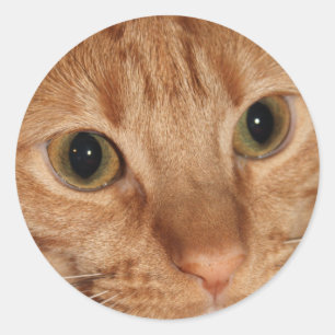 Sticker Rond Profil de chat Tabby Orange Gros plan