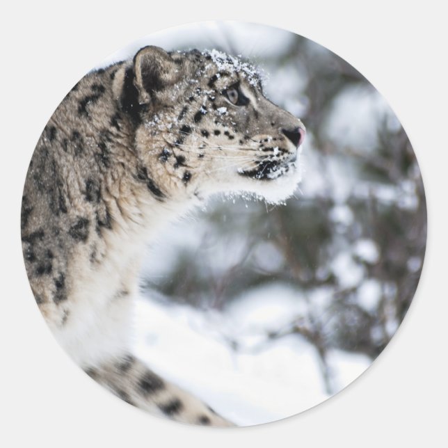 Sticker Rond Profil du léopard des neiges (Devant)
