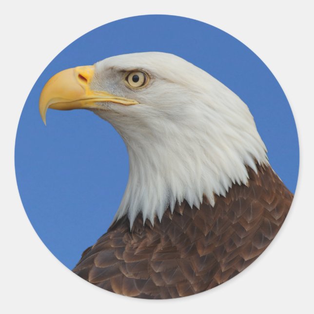 Sticker Rond Profil d'un aigle à tête blanche adulte (Devant)