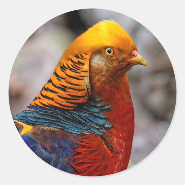 Sticker Rond Profil d'un faisan rouge doré (Devant)