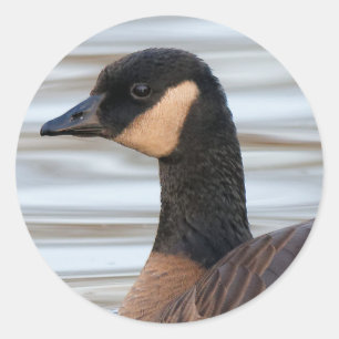 Sticker Rond Profil d'une oie de caquetage