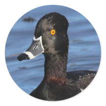 Profil éclairé d'un canard à anneaux