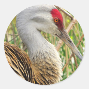 Sticker Rond Profil élégant d'une grande grue de Sandhill