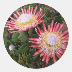 Sticker Rond Protéa géant (Protea Cynaroides), Helderberg