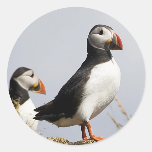 Sticker Rond Puffins (Devant)