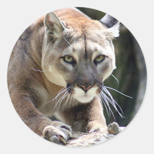Sticker Rond Puma sauvage