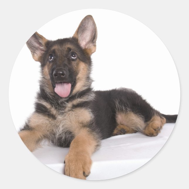 Sticker Rond puppy German shepherd (Devant)