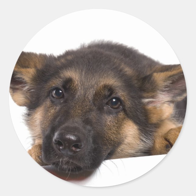Sticker Rond puppy German shepherd (Devant)