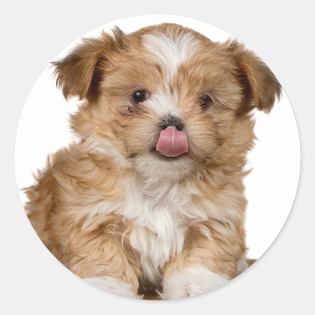 Sticker Rond Puppy idiot léchant c'est le nez (Devant)