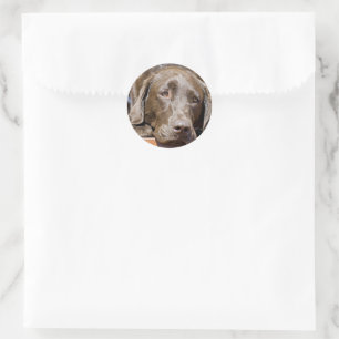 Sticker Rond Puppy Play Date Chocolat Labrador Photo