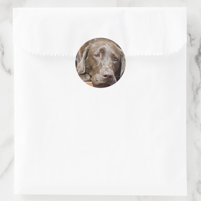 Sticker Rond Puppy Play Date Chocolat Labrador Photo (Sac)