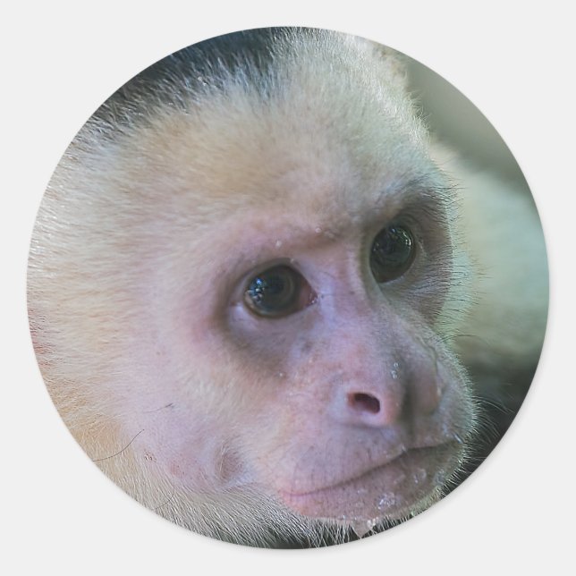 Sticker Rond Pura vida pour singe capucin à visage blanc (Devant)
