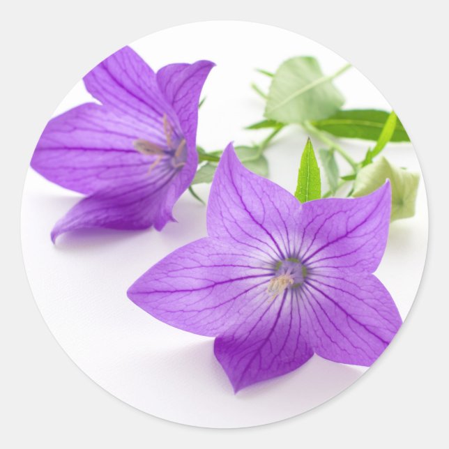 Sticker Rond purple bellflowers (Devant)