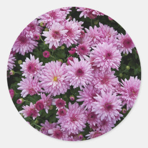 Sticker Rond Purple Chrysanthemum X Morifolium Fleurs