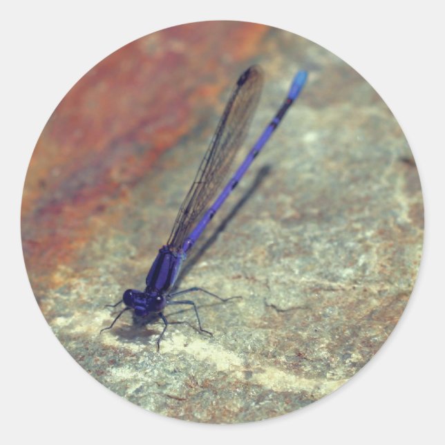 Sticker Rond Purple Damselfly Dragonfly Nature (Devant)