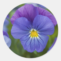 Purple Pansy