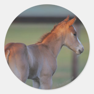 Sticker Rond Quart Horse Foin